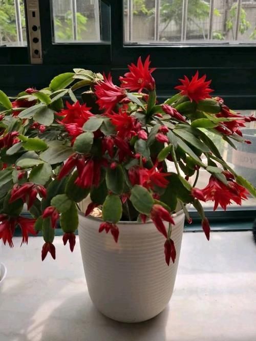 仙人掌科|养了5年的蟹爪兰,原来是个“假货”,看看你家的是什么?