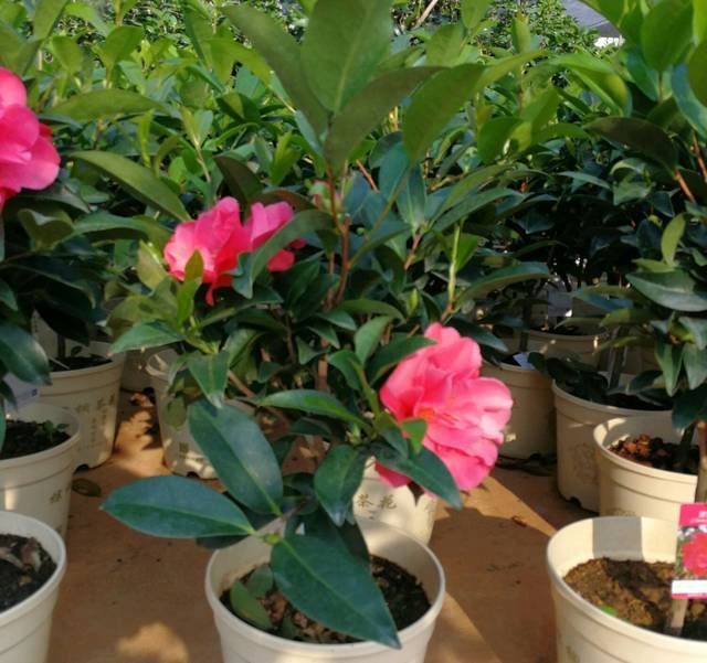 认识四季茶花，四季茶花的四季浇水和喷水技巧