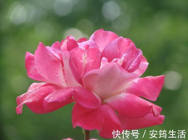 养花就养3种耐旱花，好养易活能爆盆，四季开花不断，夏天也赏花
