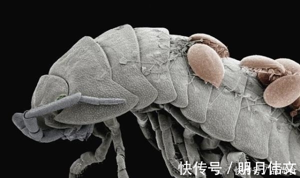 床上螨虫太多?教你3个不要钱的“土法子”, 把螨虫“赶尽杀绝”