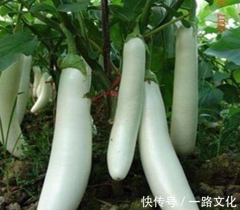 排毒养颜|女性想要皮肤好常吃四种食物,美容抗衰,排毒润肤,肌肤更水嫩