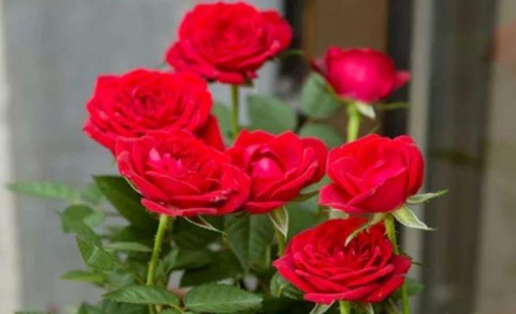 家养几款植物，娇小不占地，美不胜收，一年四季都赏花