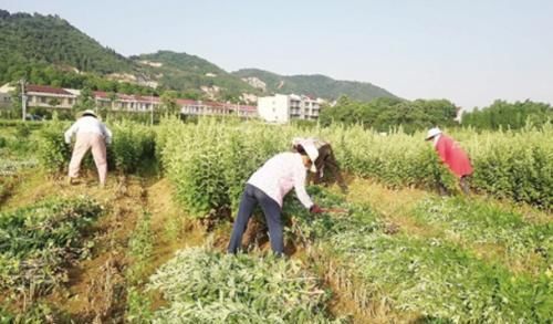 农村一种野草，人称“黄草”，价格不断高涨，价值真那么大吗？