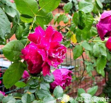 欲滴|月季如何养爆盆?教你养护小妙招,爆花不断,花开娇艳欲滴