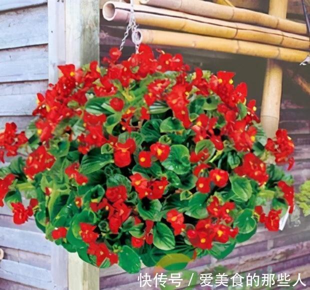 觉得家中不温馨太冷清，建议你种养此花卉，花期长，而且四季常绿