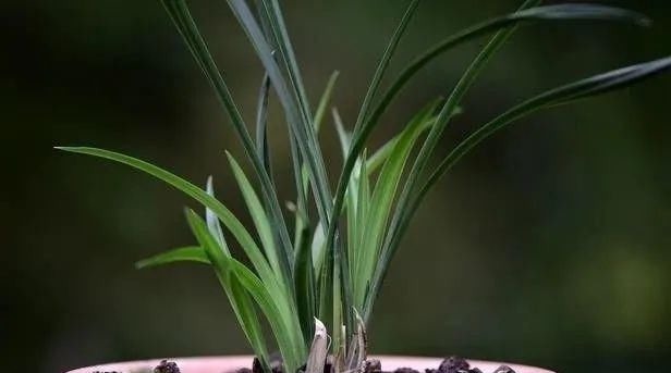 养好兰花的口诀,书本上学不到的经验,喜欢就收藏吧