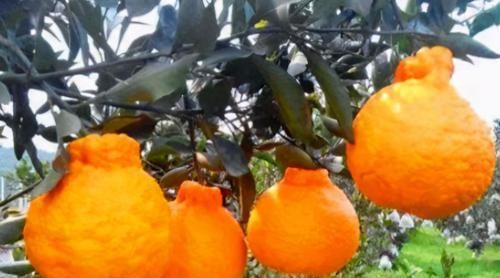 增强体质|聪明的人爱吃3种食物，排毒养颜、增强体质，好处多多！