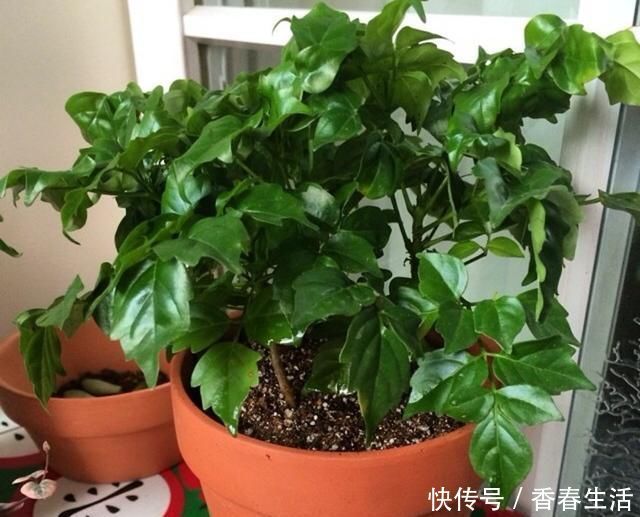 幸福树|这“2种”树,比花卉好养,能够吸“甲醛”,养一盆好处真不少