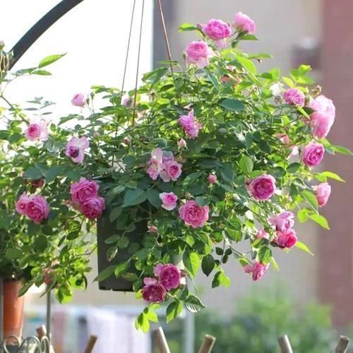 盆栽|此花是公认的“开花机器”,一年四季花开不停,是阳台盆栽佳品