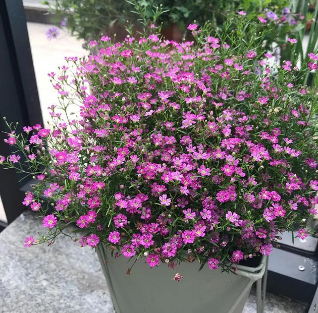 雨水|10种不能淋雨的花，淋完雨就死，盆栽养花注意事项