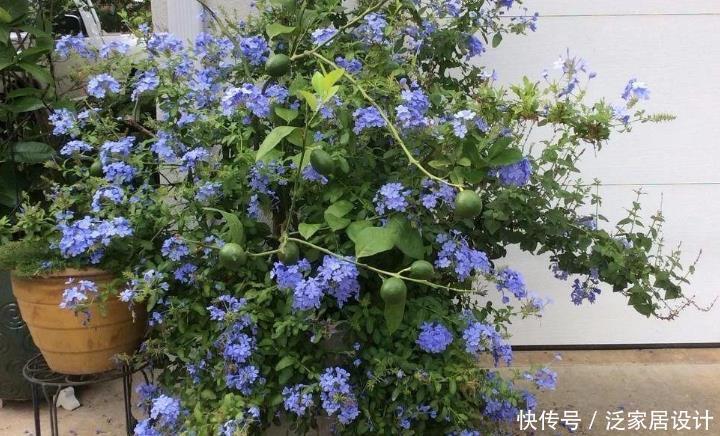 高温天气|新人养花,盆栽这3款,不用怕它们不耐折腾,还漂亮好活