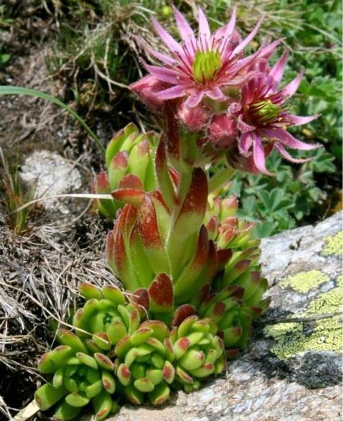 1种多肉，用生命开花，1个莲座一生只开一次花，开完就会死