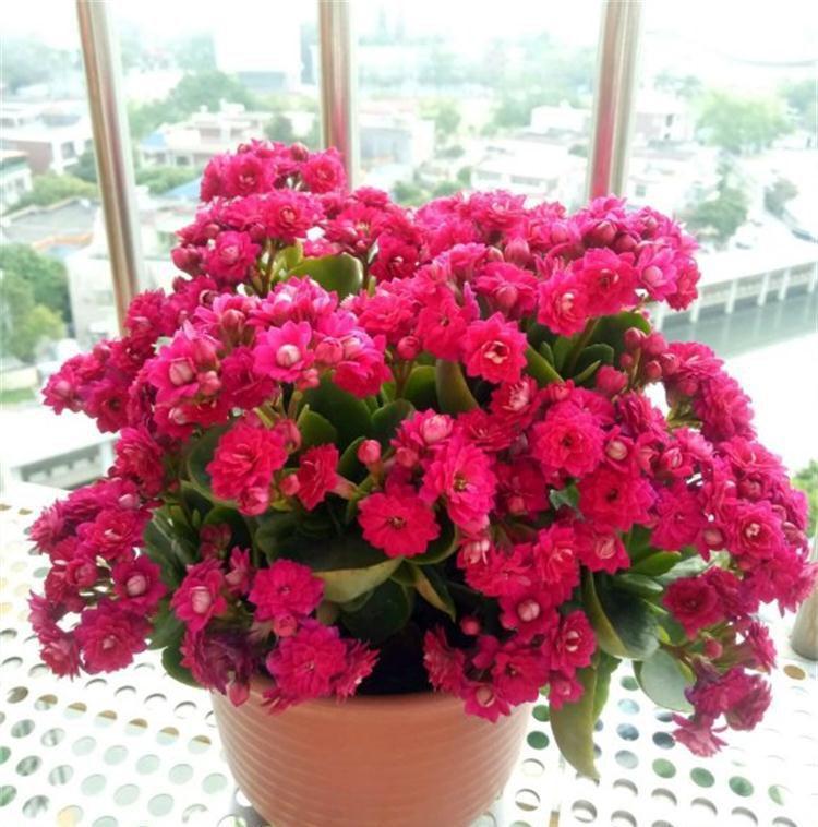 刚扦插的长寿花结了花苞，这样处理，秋天花不爆盆都难