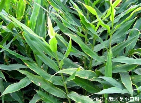 野生|农村常见的野生“紫茄子”如今走出国门，被称国家A级绿色食品