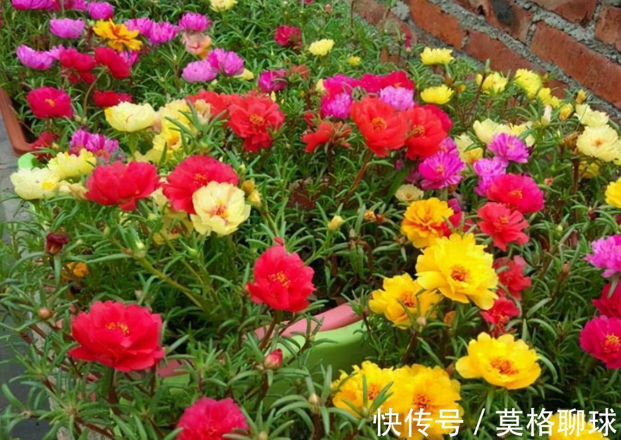 农历九月十八霜降后,养什么花?家里养3种花,健康幸福福乐绵绵