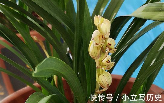 盘点香味最浓的3种兰花,哪一种兰花最香