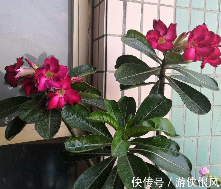 带大肚子的沙漠玫瑰,养护多注意这5点,霸气镇宅,开花比月季美