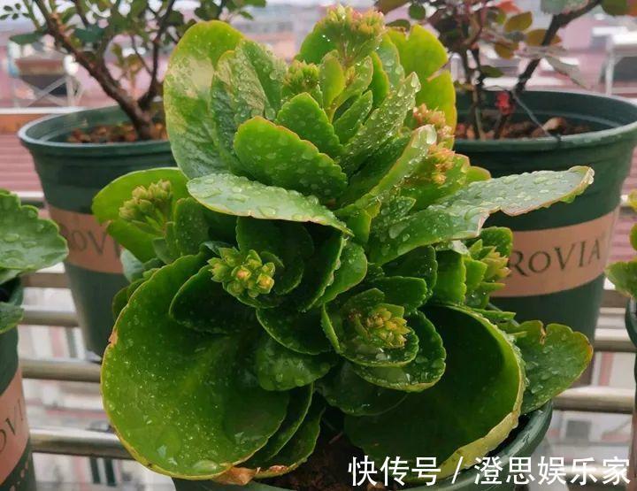 叶子|长寿的花苞迟迟不开用它喷两次，很快就能鼓起来！