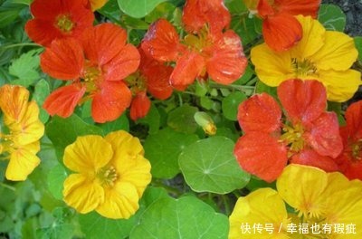 丰花月季|喜欢养护漂亮的花卉，就选择3种花卉，妩媚妖娆，优雅大气，漂亮