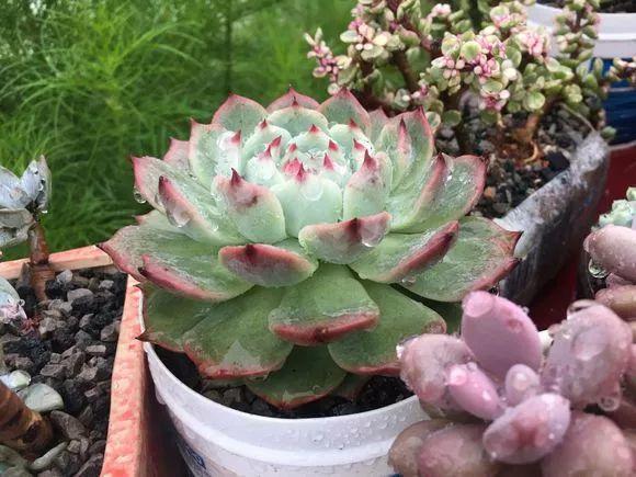 蓝鸟|多肉法师不但长得快,颜色艳品种多,越看越喜欢!