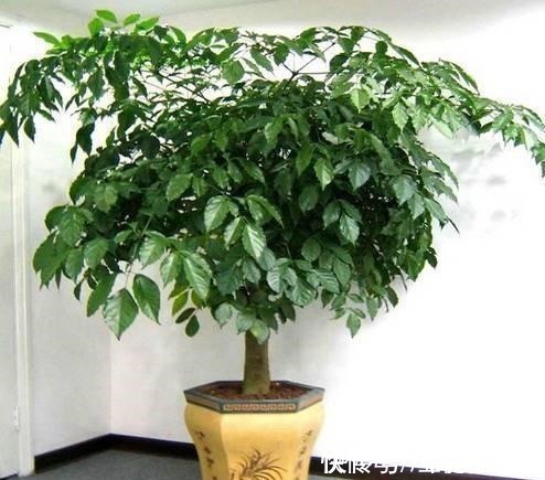 通风度|幸福的家里,就该养盆“幸福树”,四季常青,9月开出幸福花!