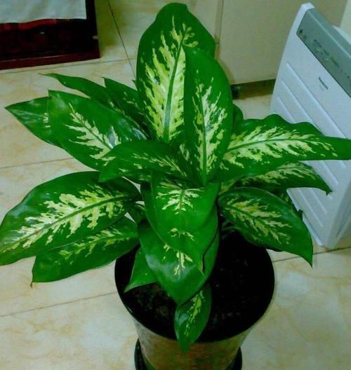 北阳台光线较差，怎么盆栽植物？5款“耐阴花”，没问题！