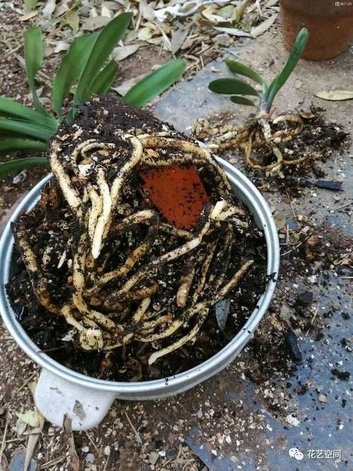 开春,买花小心“3个坑”,早知道早避免,少花冤枉钱!