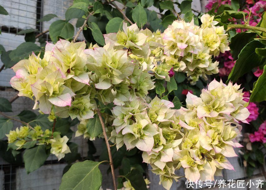 三角梅的正确打理技巧，买到就要做对，养护才简单，才能四季开花