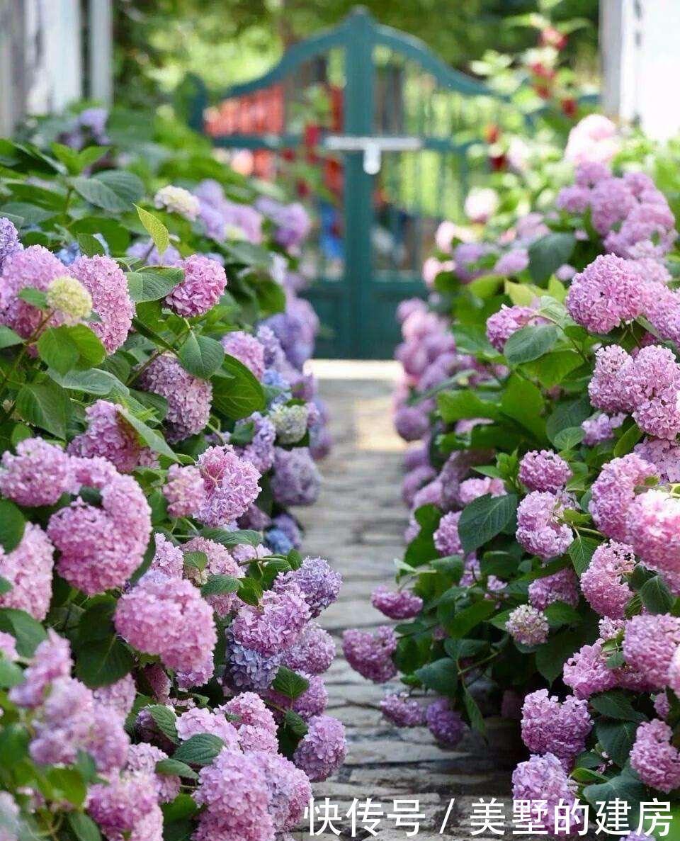  长势|冬季的绣球花，有一步不能做，开春长势更好，花球大，花更多