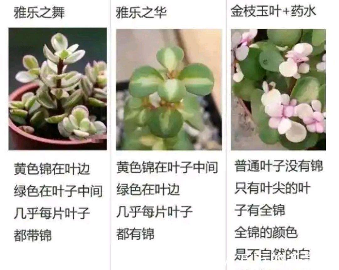 容易因多浇水而死的“10种花”,想要养好,管住手,少浇水