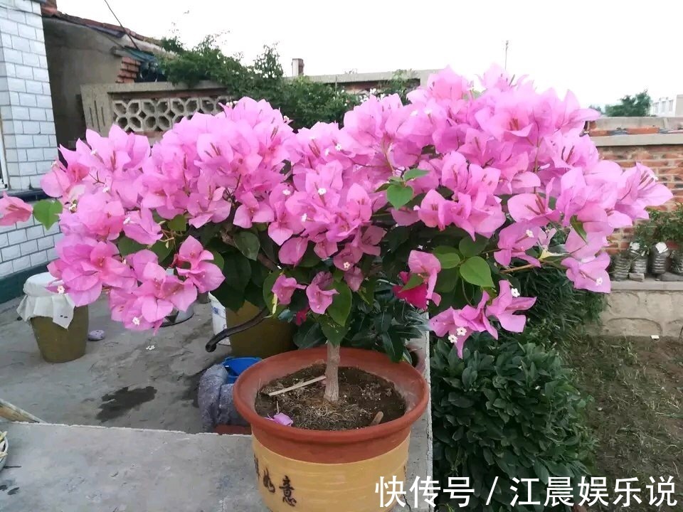 植株|养盆三角梅,简单一打理,花朵比叶子还密,一学就会!