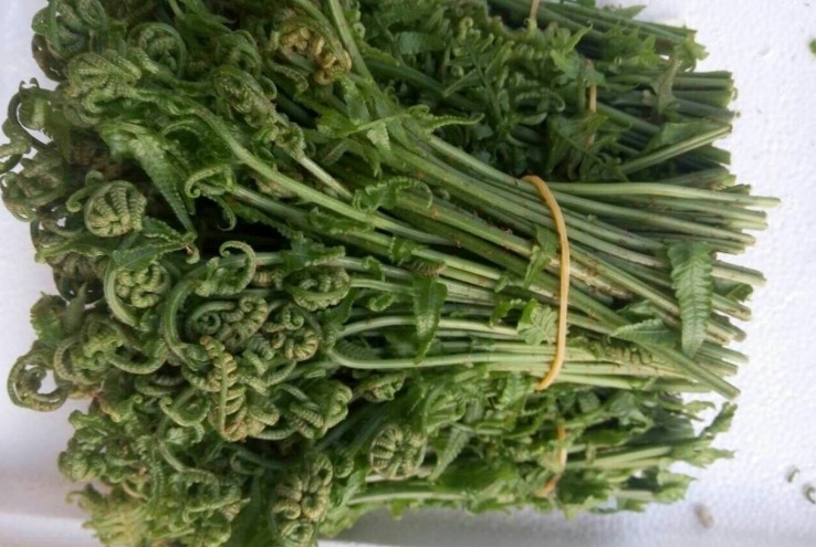 腮腺癌|除了蒲公英，这4种野菜也是“抗癌良药”，最后一种现在挖正合适