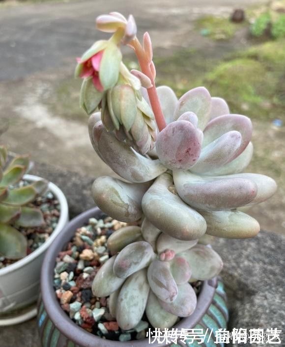 肉肉|从0开始养多肉,肉肉买回家,按照这套方式来养,死亡率最低