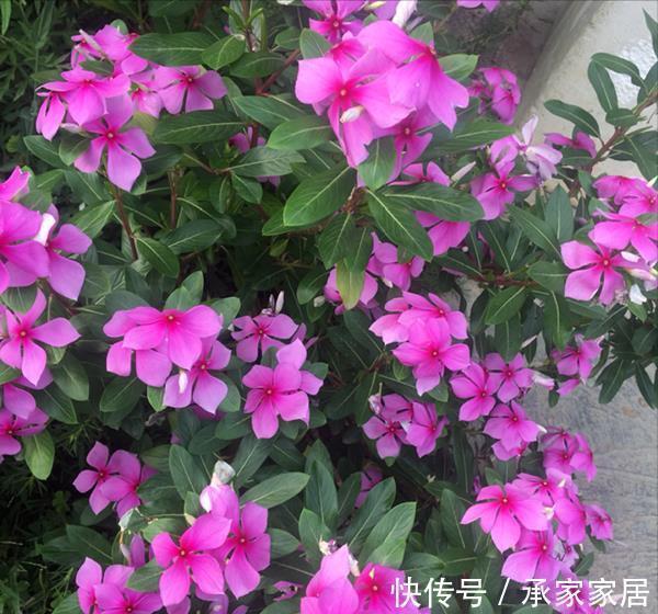 5种漂亮花,一年能开200天,越热开的越猛,花朵蕾蕾满阳台