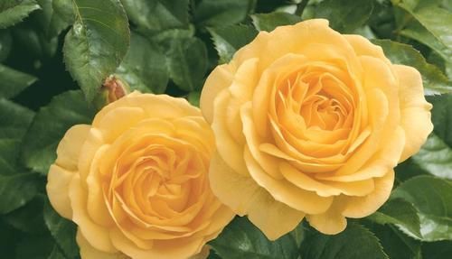  开花|3种花让人爱不释手，花更大更美，周年开花，花多易爆盆，值得栽