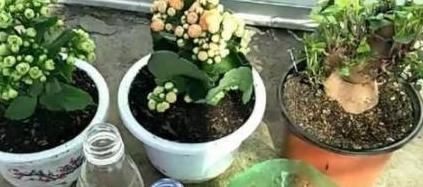 养花就用松针土，养啥旺啥，自己在家就能做，比买来的营养土好