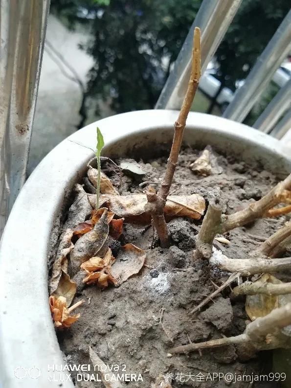 茉莉花后赶紧剪,剪完就开花,一直剪一直开