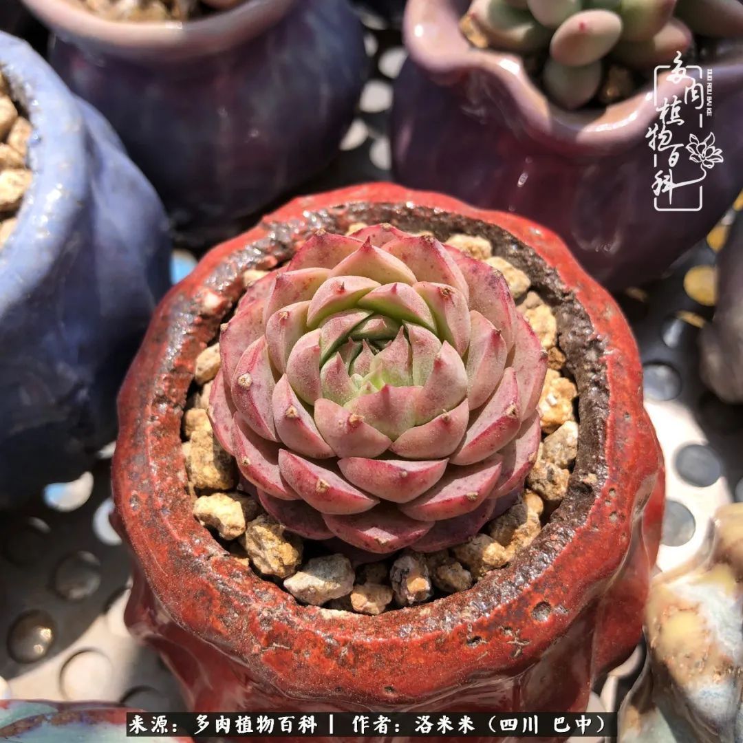 时间是多肉最好的滤镜！附个人养护经验！