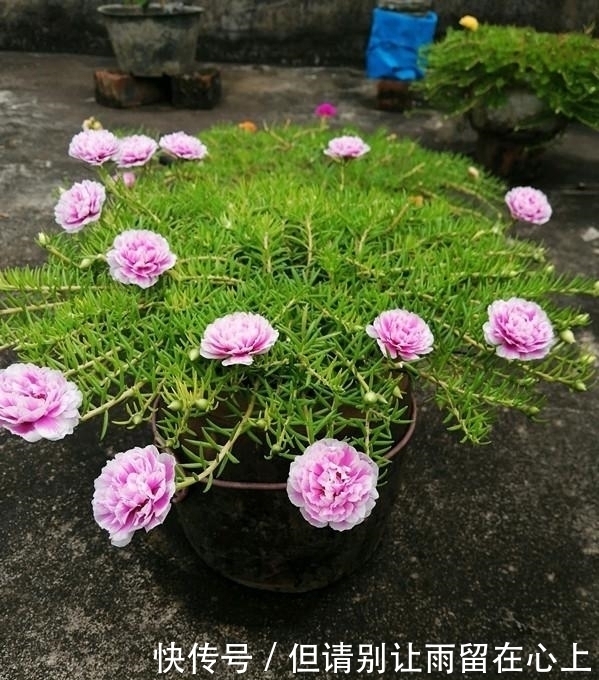  适合|一种很耐热的花，适合夏天养，花美似牡丹，三季开花，是盆栽佳品