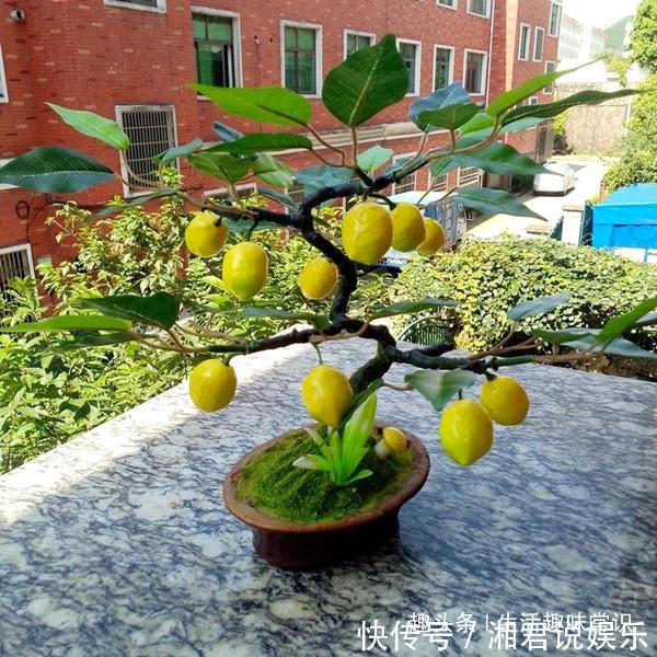 盆栽|8种水果盆栽比花都美,果实多好打理,够一家人吃一年了!