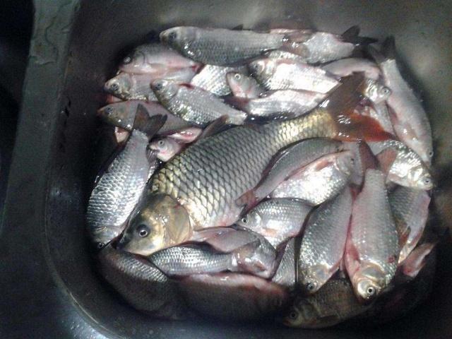 钓鱼时遇到上鱼率低，不要着急上火，试试从这些地方找原因