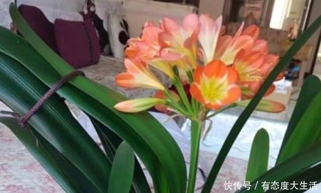 君子兰春季养护“四部曲”做到位,长势快,叶片肥厚株型美!