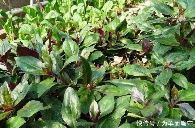 农民|这东西被农村人称为“补血菜”,一年四季都可栽培,农民没事就吃