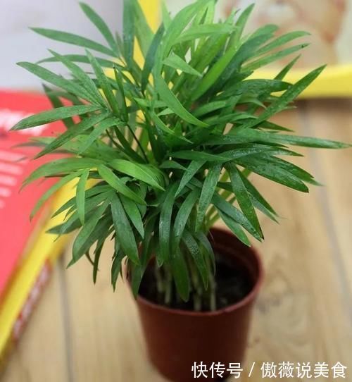 阳台上|6种“耐阴花”,室内也能生长旺盛,叶色翠绿又开花