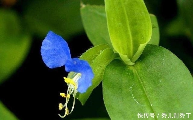 泡水|它曾在田間毫不起眼,花瓣只有兩瓣,作為觀賞植物,還能泡水喝