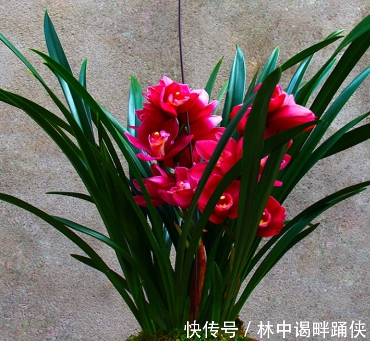 此兰花是一款“开花机器”，花大色艳香味浓，开花一茬接一茬