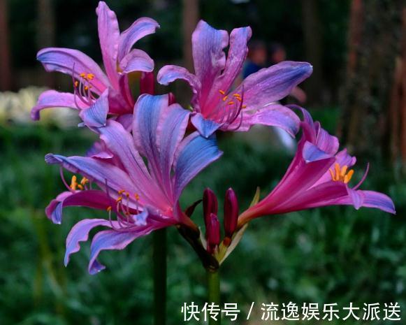 仙女花|阳台养盆“仙女花”,花开似百合,却比牡丹美,还能四季赏花不休