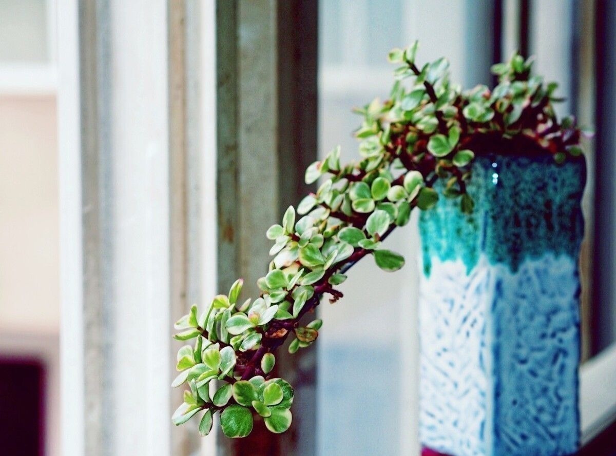 阳台上|金枝玉叶买回家,叶子哗哗掉,问题出在环境,学会缓盆是关键