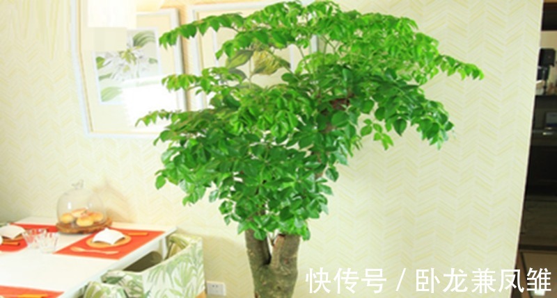 观赏|这样剪一剪,幸福树枝叶茂密绿油油,提高观赏效果!