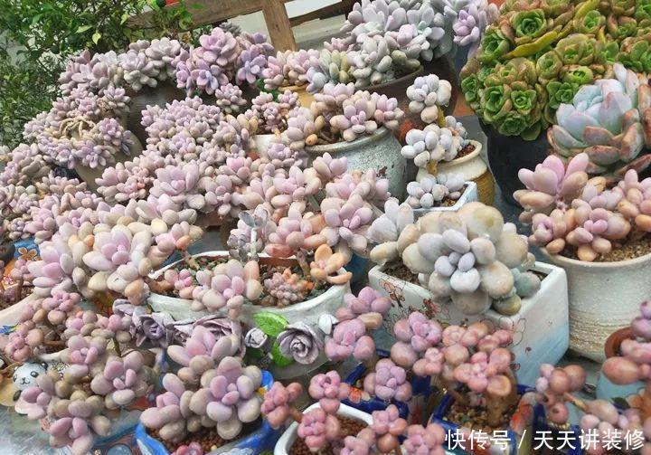 爸妈不在家,我在院子里疯狂种多肉,倍儿爽